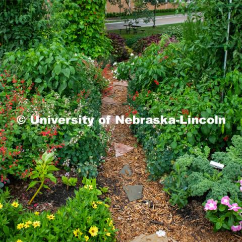 Backyard Farmer garden on UNL’s East Campus. August 7, 2019. Photo by Gregory Nathan / University Communication.